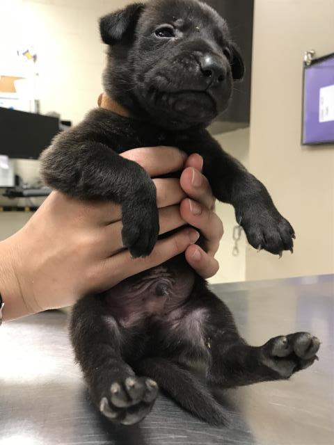 TRICO