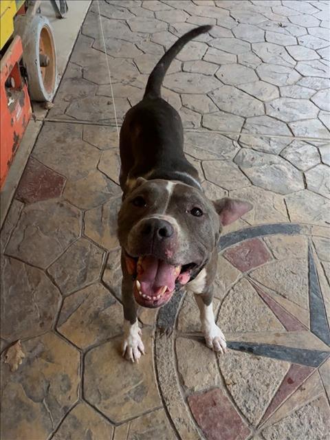 ZEUS