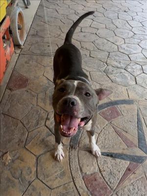 ZEUS, Adult Male Pit Bull Terrier