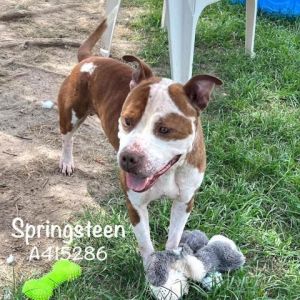 SPRINGSTEEN, Adult Male Pit Bull Terrier