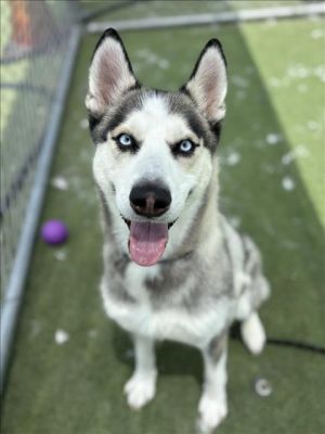 FIJI Husky Dog