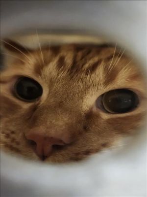 CANELO Domestic Medium Hair Cat