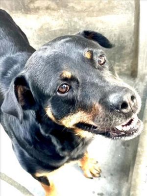 SABRINA, Adult Female Rottweiler