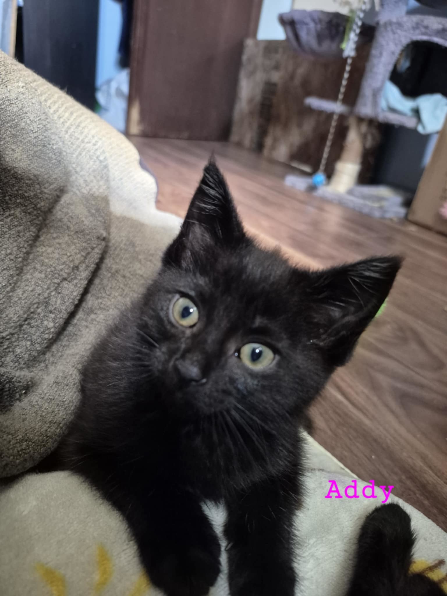 Addy, an adoptable Domestic Short Hair in Steinbach, MB, R5G 2B2 | Photo Image 1