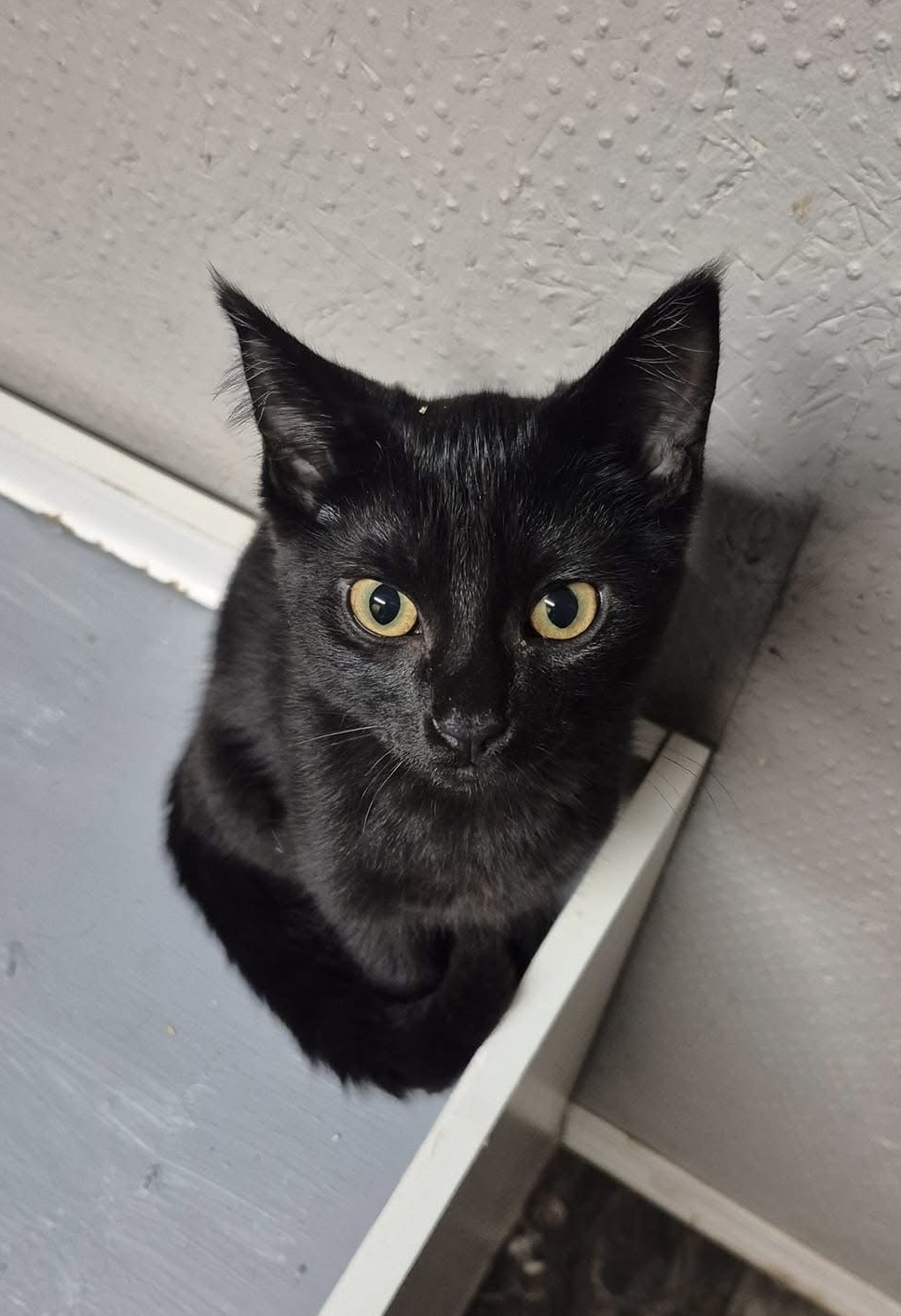 Addy, an adoptable Domestic Short Hair in Steinbach, MB, R5G 2B2 | Photo Image 1