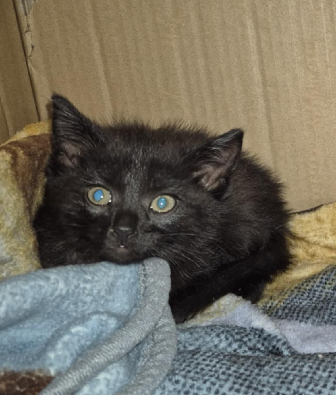 Addy, an adoptable Domestic Short Hair in Steinbach, MB, R5G 2B2 | Photo Image 2
