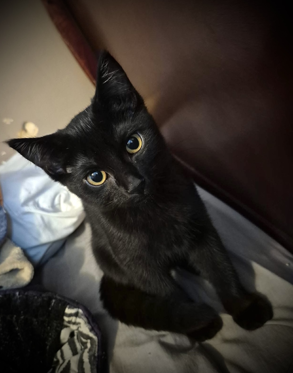 Addy, an adoptable Domestic Short Hair in Steinbach, MB, R5G 2B2 | Photo Image 2
