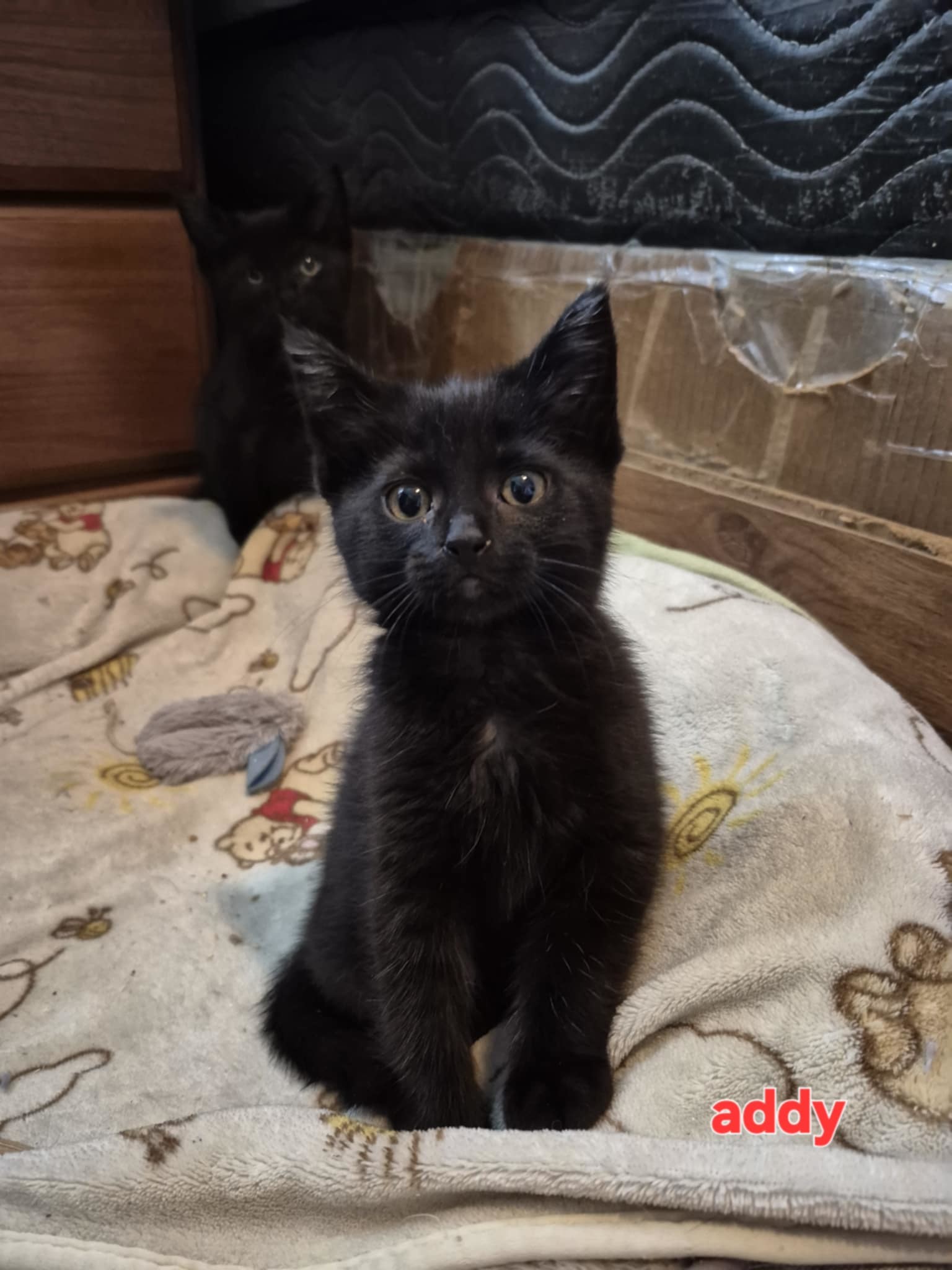 Addy, an adoptable Domestic Short Hair in Steinbach, MB, R5G 2B2 | Photo Image 3