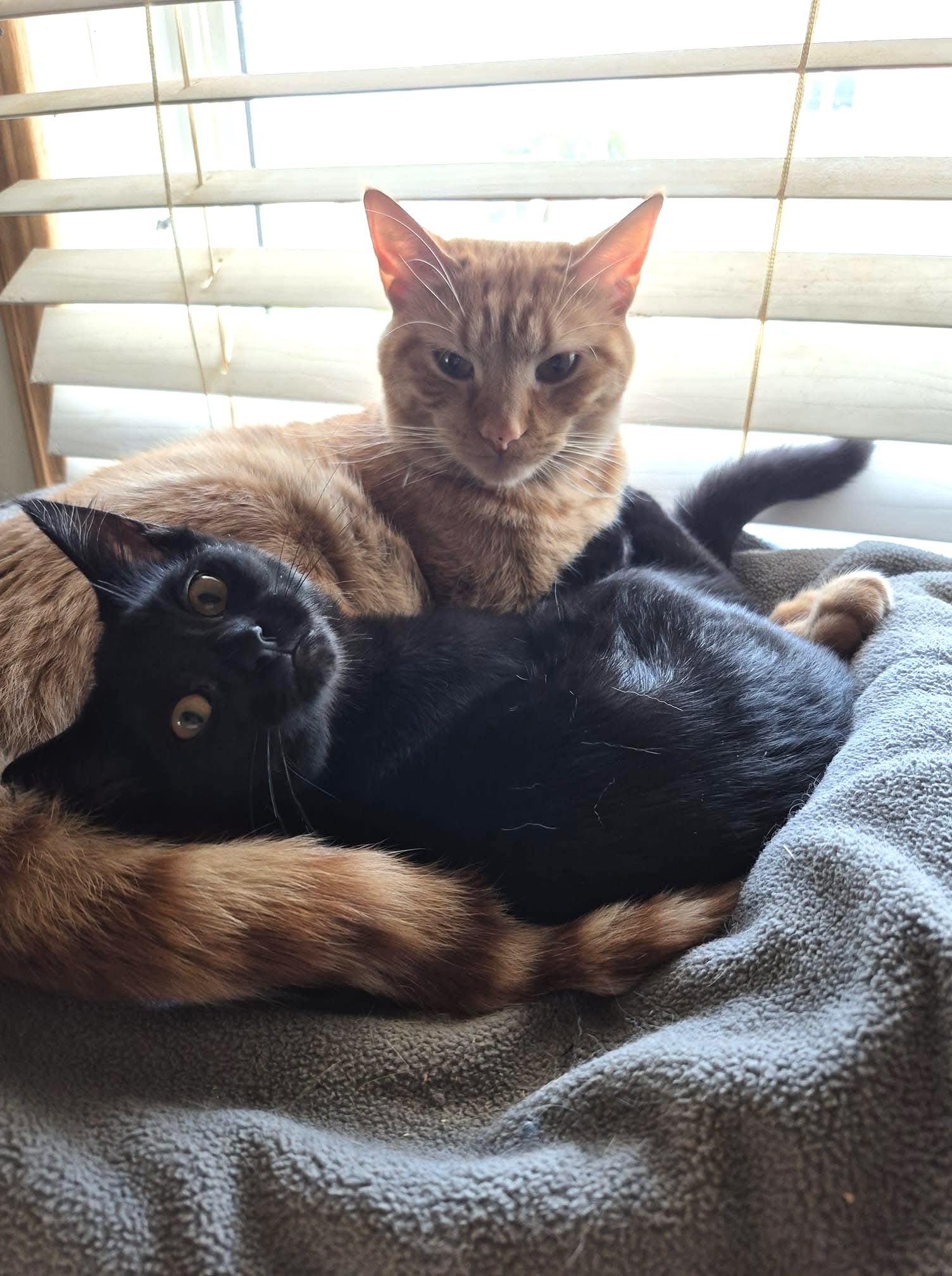 Addy, an adoptable Domestic Short Hair in Steinbach, MB, R5G 2B2 | Photo Image 3