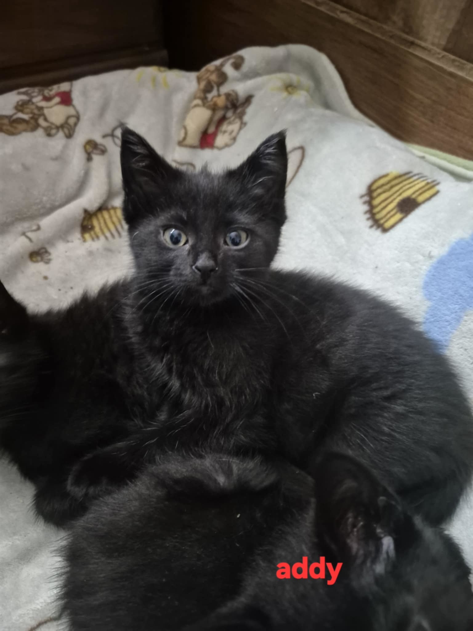 Addy, an adoptable Domestic Short Hair in Steinbach, MB, R5G 2B2 | Photo Image 4