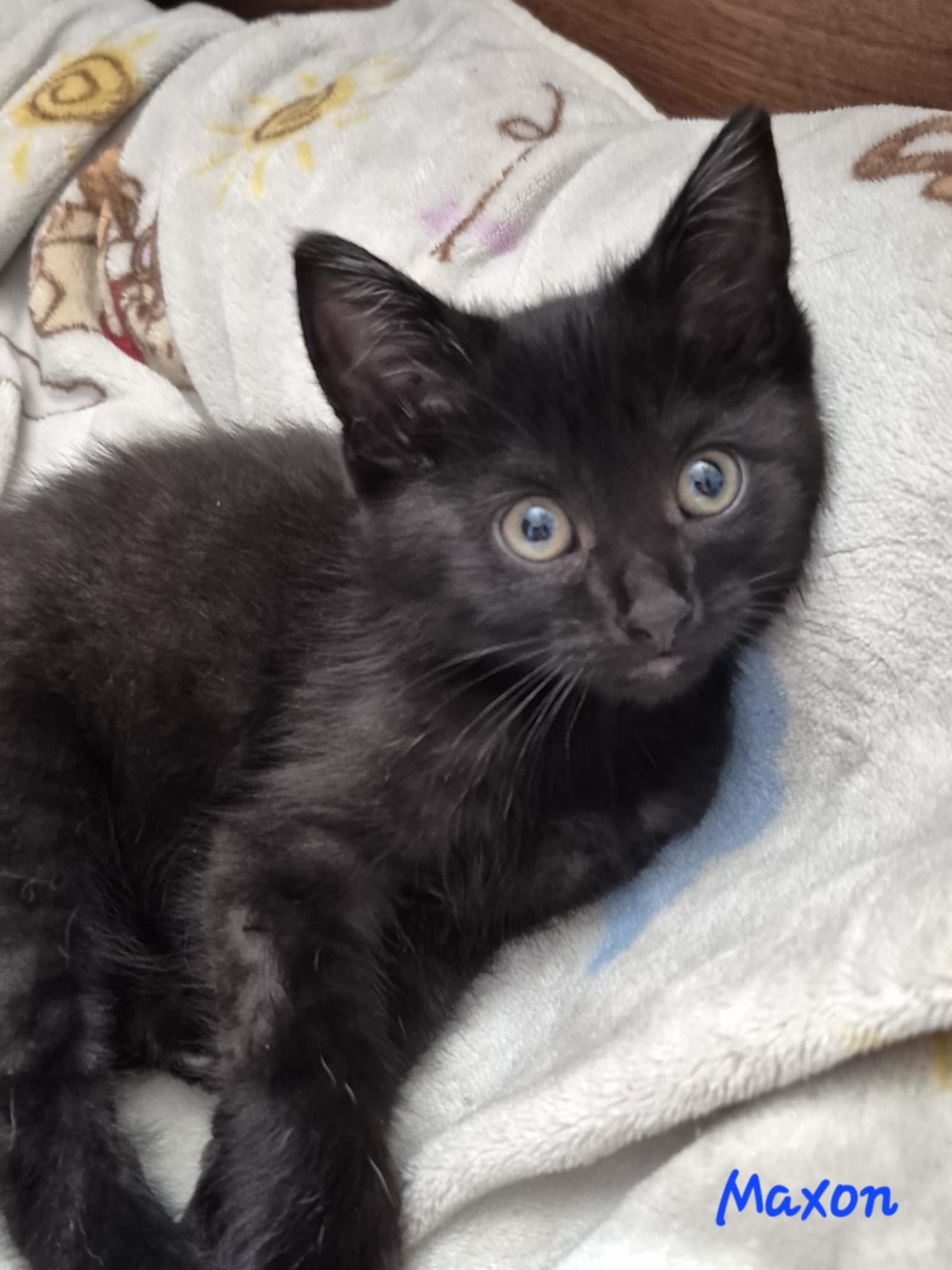 Maxon, an adoptable Domestic Short Hair in Steinbach, MB, R5G 2B2 | Photo Image 1