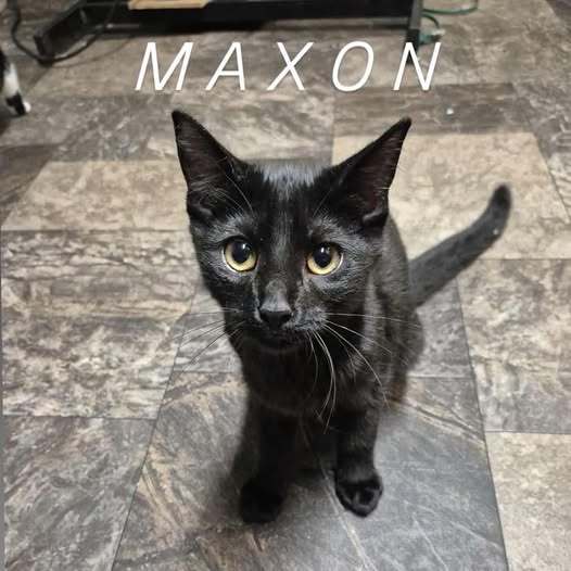 Maxon, an adoptable Domestic Short Hair in Steinbach, MB, R5G 2B2 | Photo Image 1