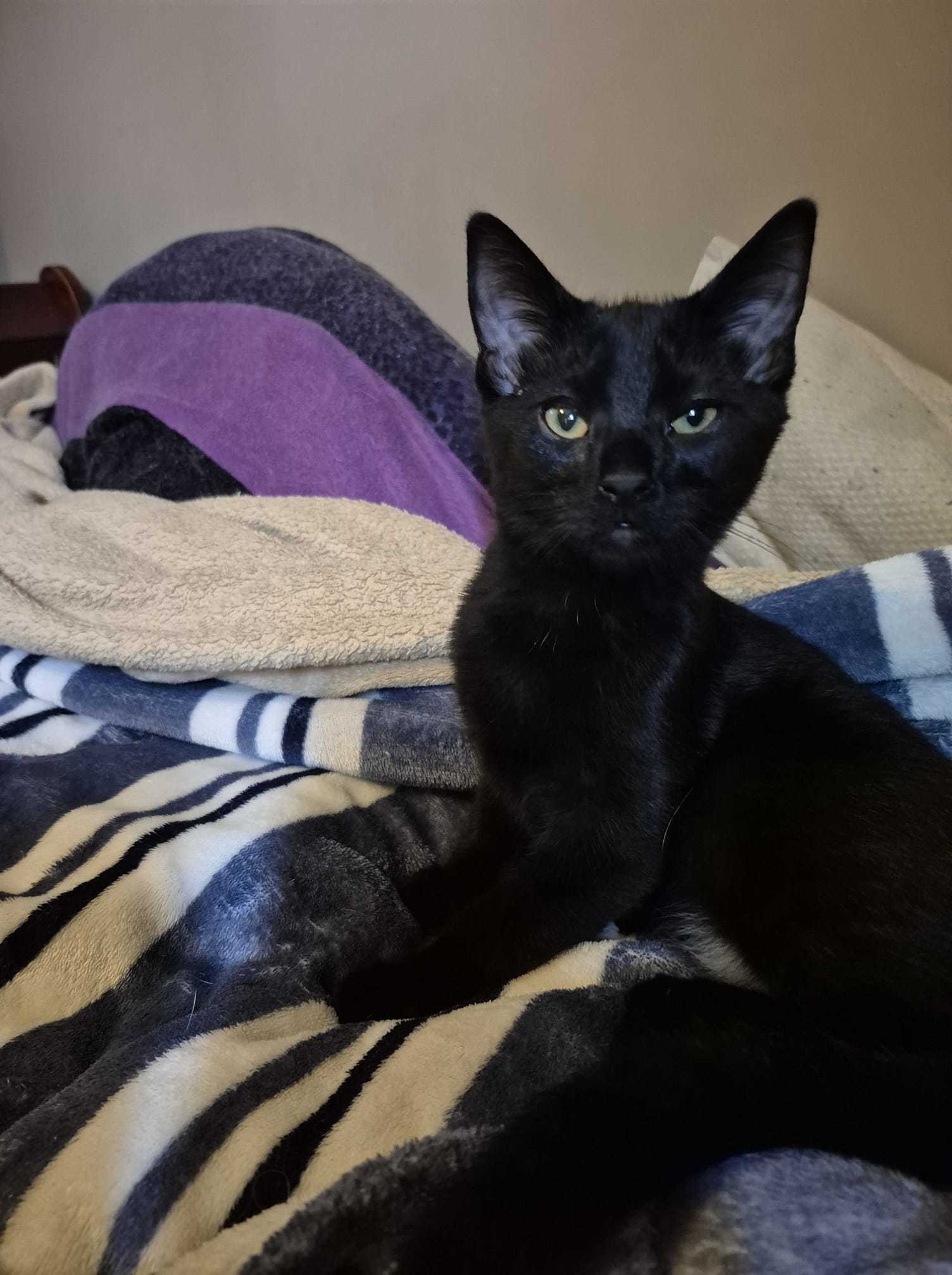 Maxon, an adoptable Domestic Short Hair in Steinbach, MB, R5G 2B2 | Photo Image 1