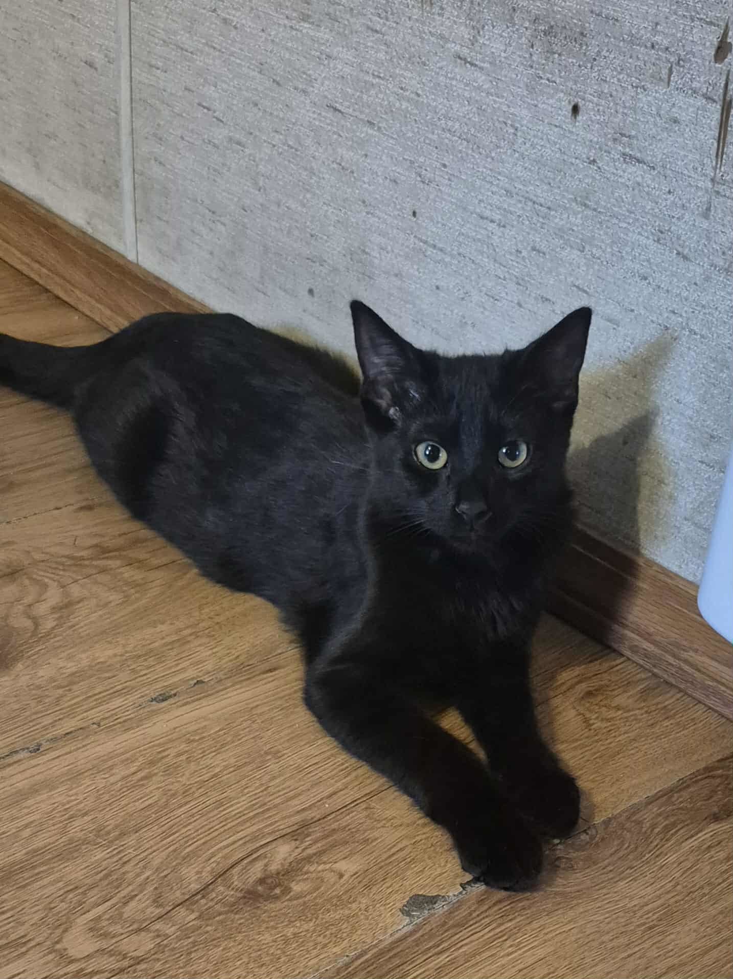 Maxon, an adoptable Domestic Short Hair in Steinbach, MB, R5G 2B2 | Photo Image 2