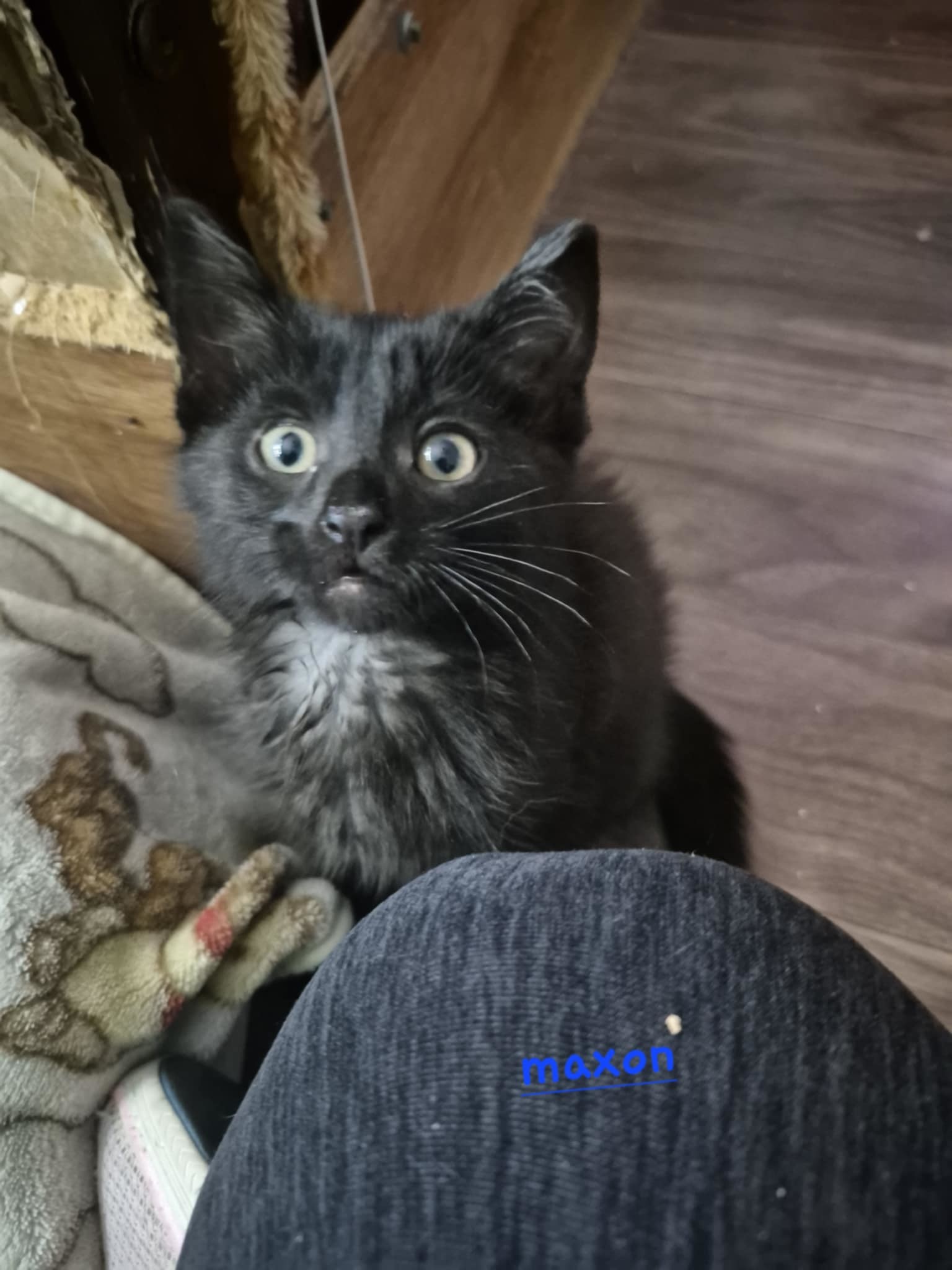 Maxon, an adoptable Domestic Short Hair in Steinbach, MB, R5G 2B2 | Photo Image 3