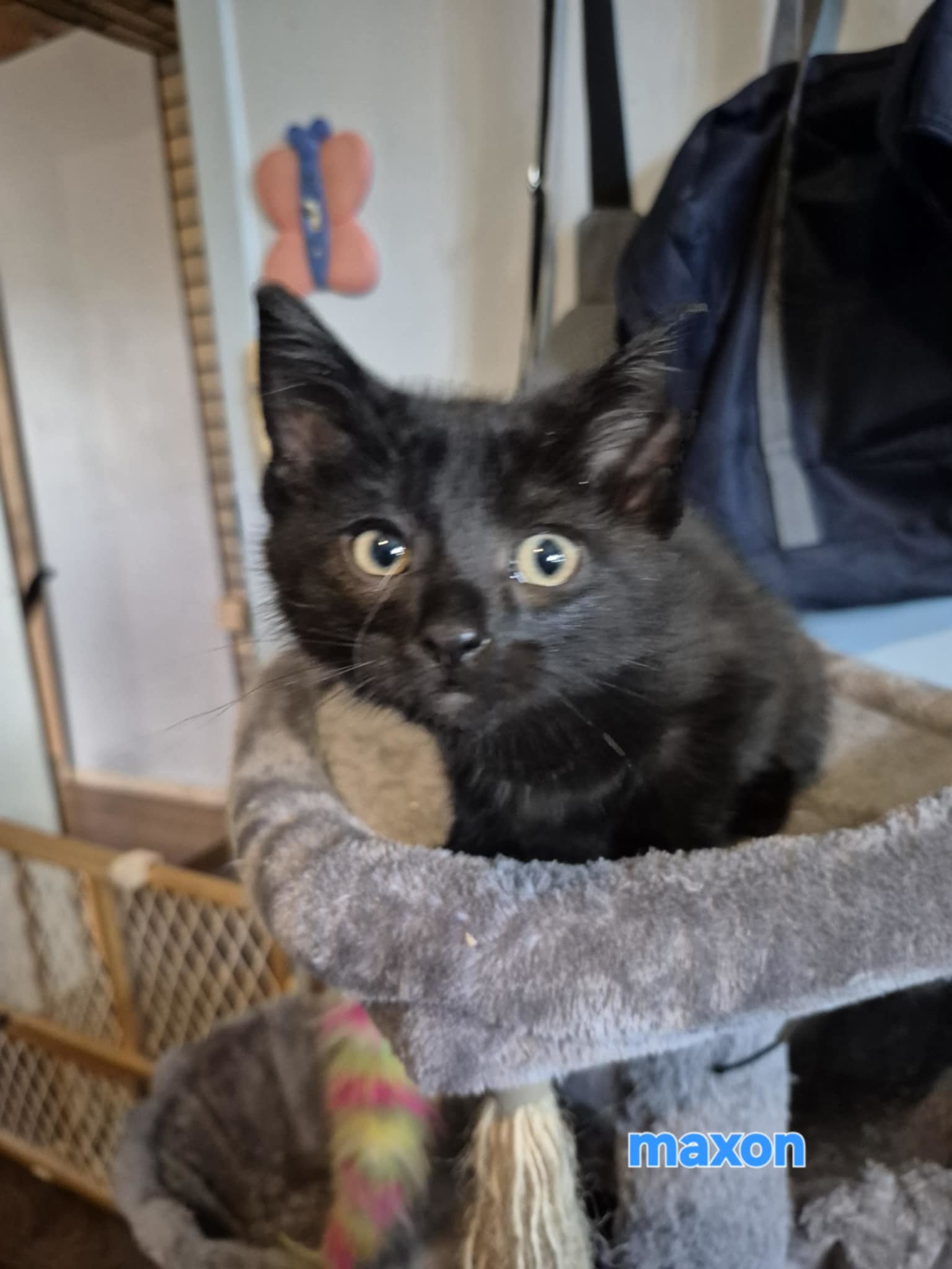 Maxon, an adoptable Domestic Short Hair in Steinbach, MB, R5G 2B2 | Photo Image 4