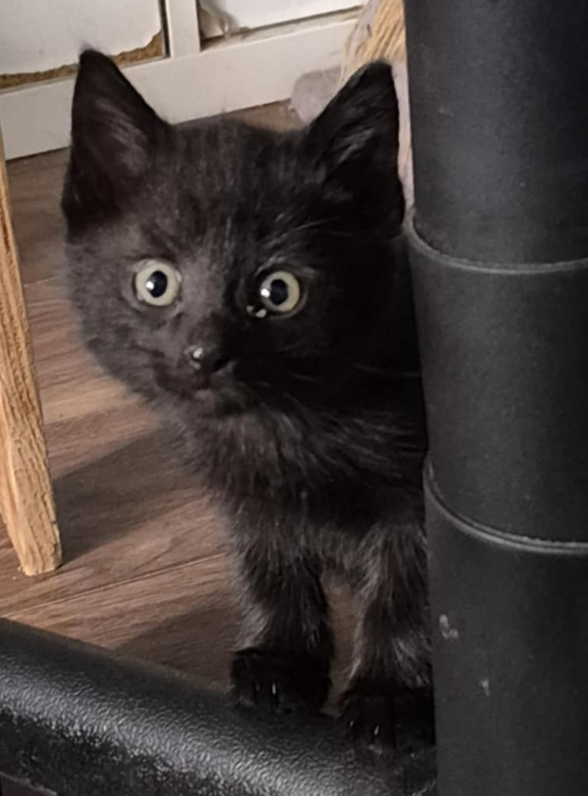 Kylo, an adoptable Domestic Short Hair in Steinbach, MB, R5G 2B2 | Photo Image 1