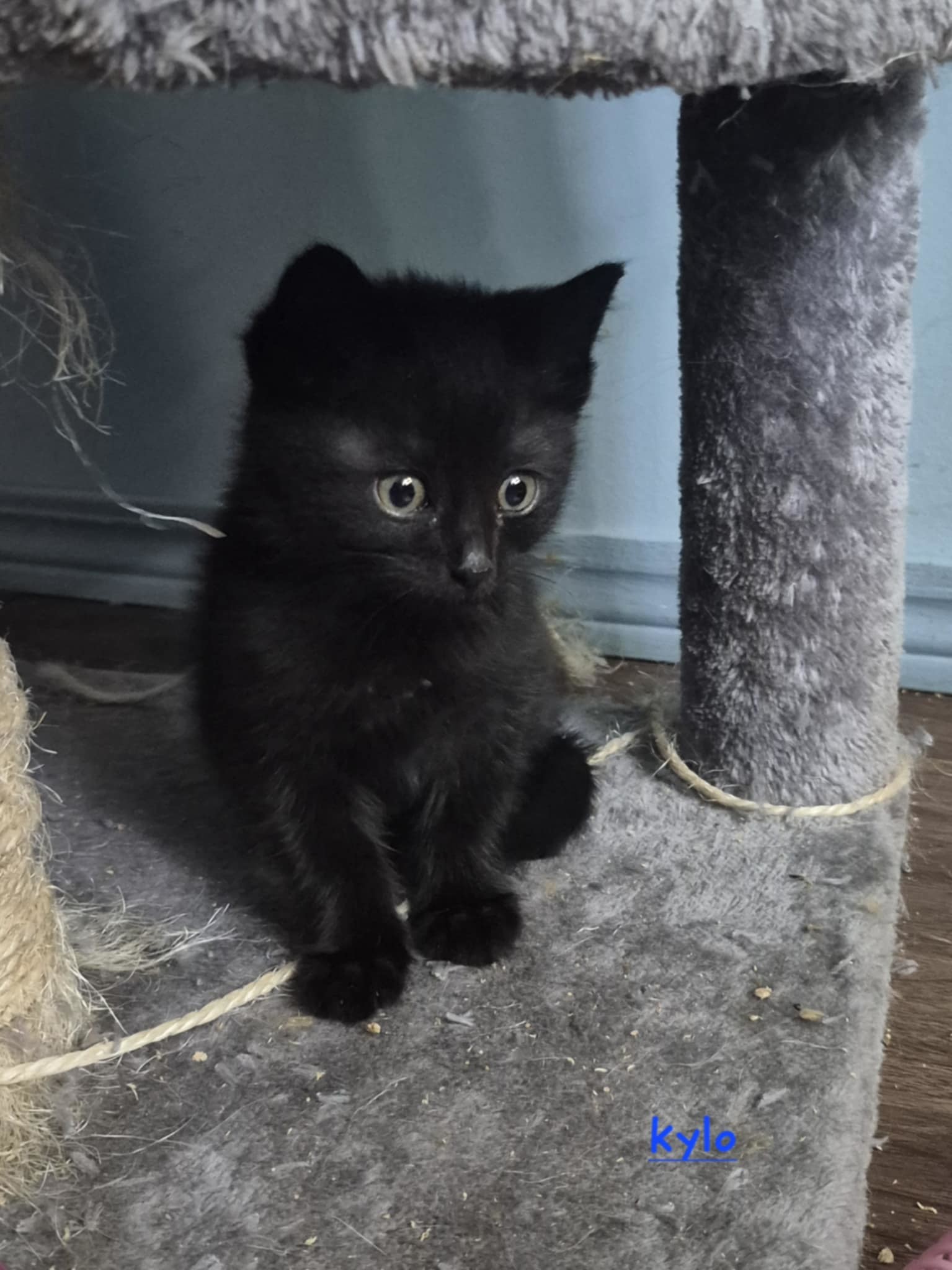 Kylo, an adoptable Domestic Short Hair in Steinbach, MB, R5G 2B2 | Photo Image 2