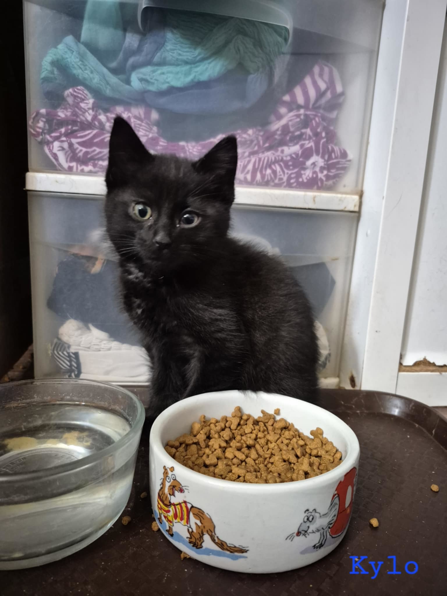 Kylo, an adoptable Domestic Short Hair in Steinbach, MB, R5G 2B2 | Photo Image 3