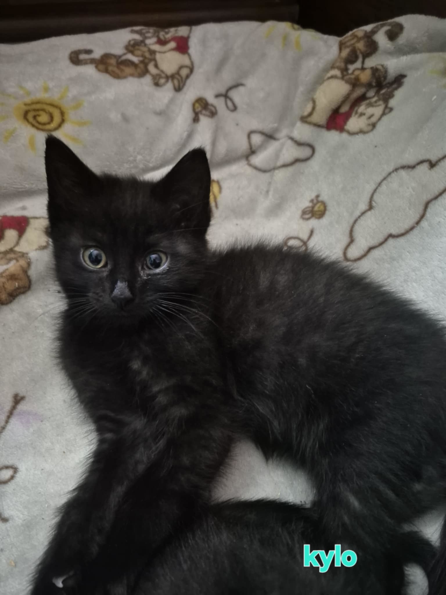 Kylo, an adoptable Domestic Short Hair in Steinbach, MB, R5G 2B2 | Photo Image 4