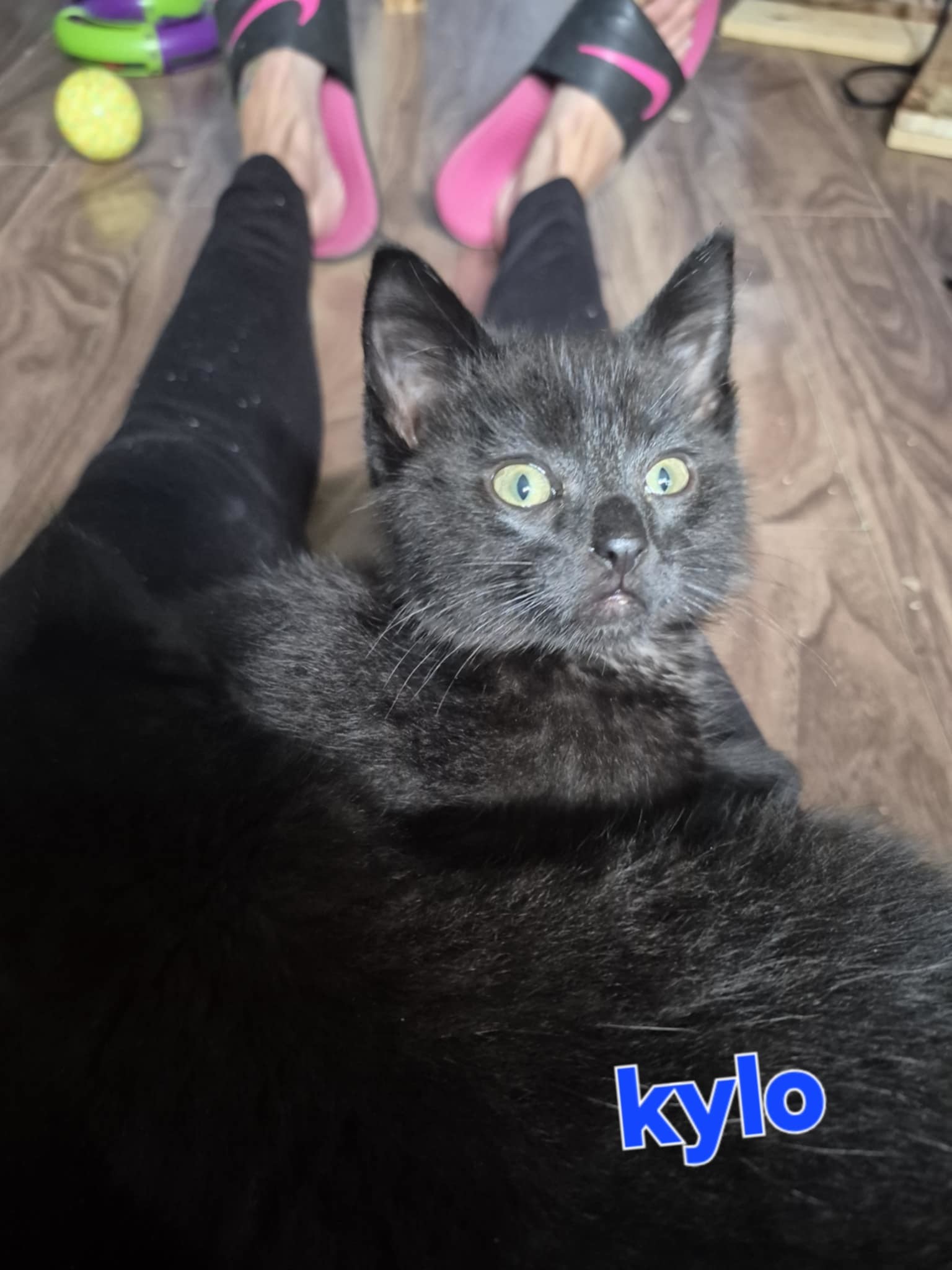 Kylo, an adoptable Domestic Short Hair in Steinbach, MB, R5G 2B2 | Photo Image 5