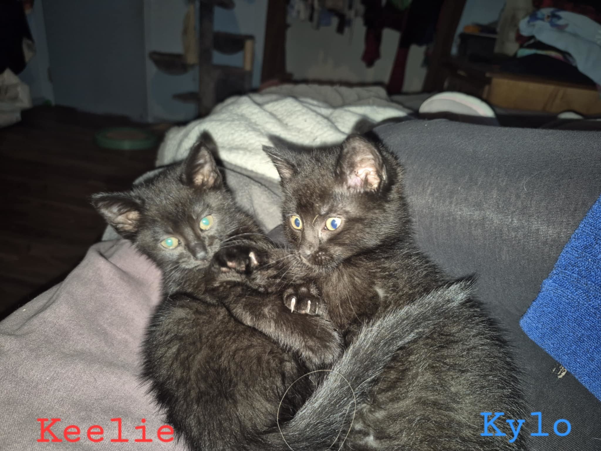 Kylo, an adoptable Domestic Short Hair in Steinbach, MB, R5G 2B2 | Photo Image 6
