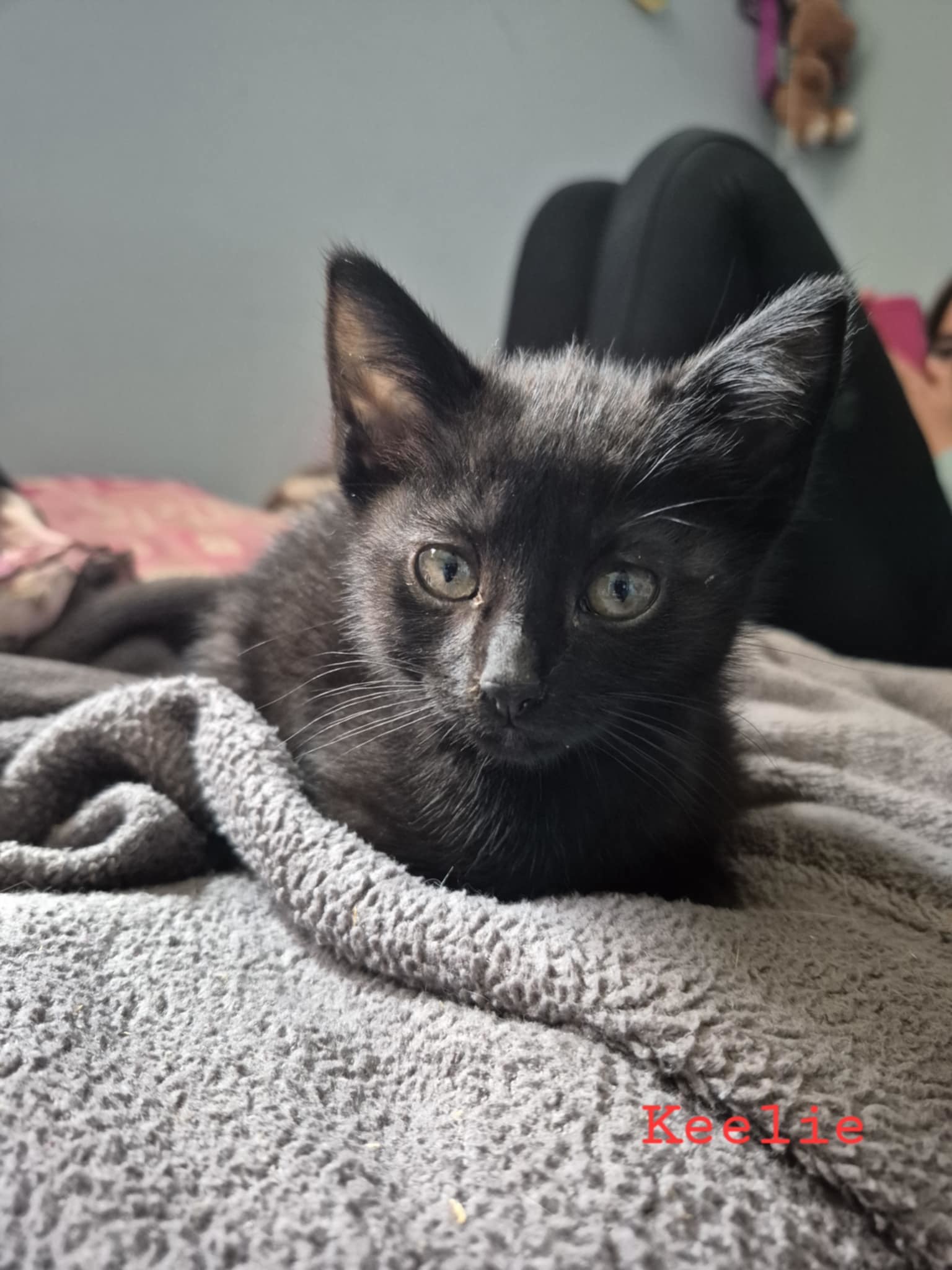 Keelie, an adoptable Domestic Short Hair in Steinbach, MB, R5G 2B2 | Photo Image 1