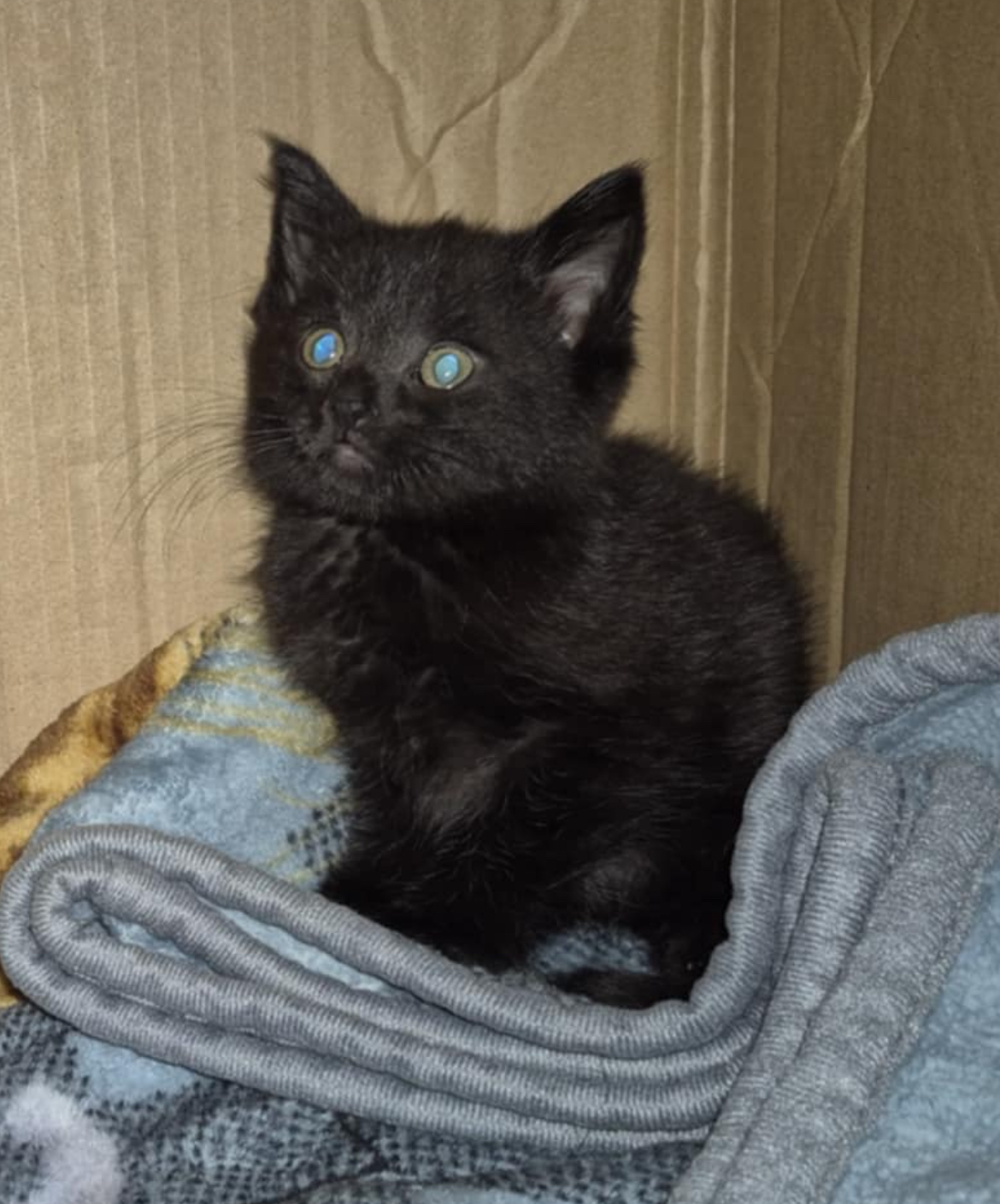 Keelie, an adoptable Domestic Short Hair in Steinbach, MB, R5G 2B2 | Photo Image 2