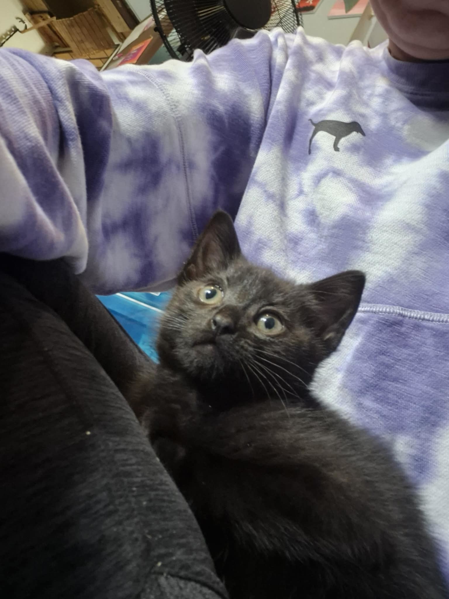 Keelie, an adoptable Domestic Short Hair in Steinbach, MB, R5G 2B2 | Photo Image 4