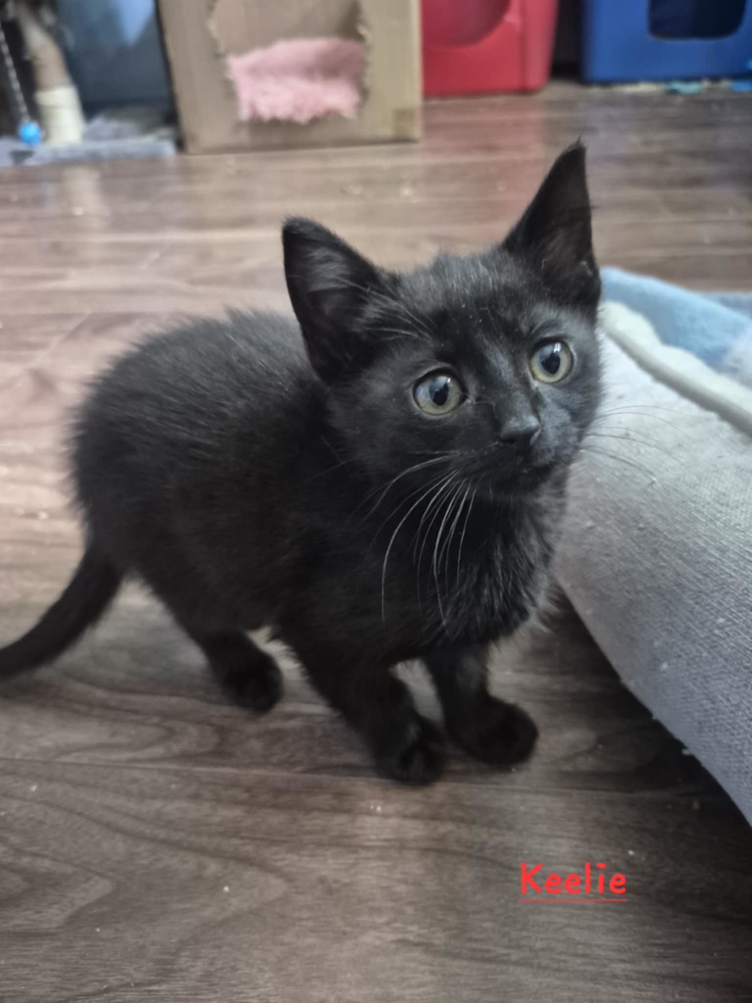 Keelie, an adoptable Domestic Short Hair in Steinbach, MB, R5G 2B2 | Photo Image 5