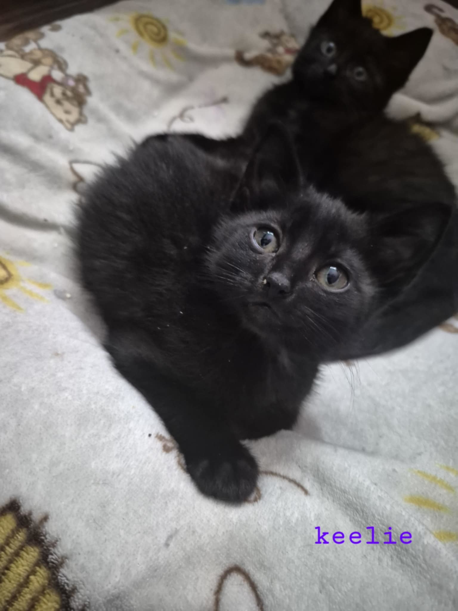 Keelie, an adoptable Domestic Short Hair in Steinbach, MB, R5G 2B2 | Photo Image 6