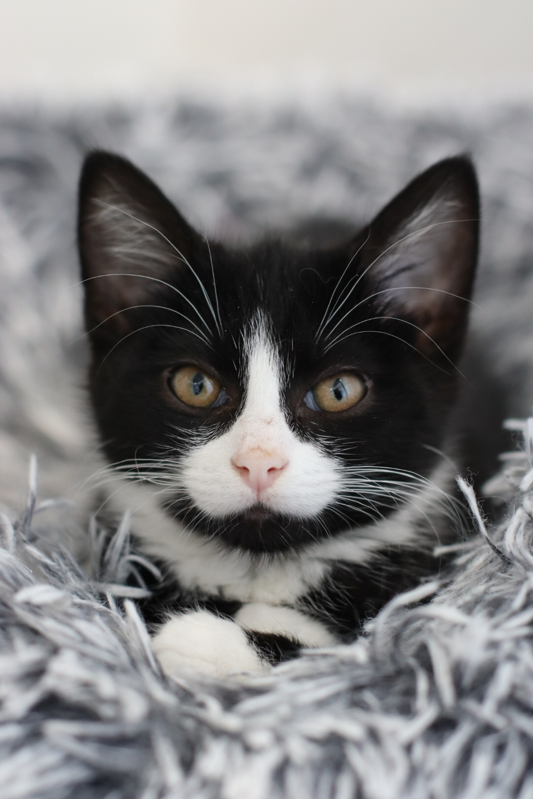 Montana, an adoptable Domestic Short Hair in Steinbach, MB, R5G 2B2 | Photo Image 1