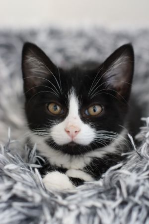 Montana, Baby Female Domestic Short Hair