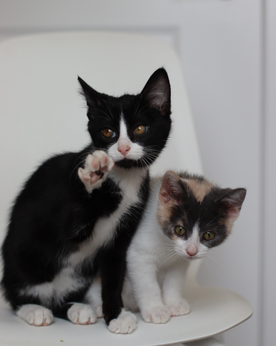 Montana, an adoptable Domestic Short Hair in Steinbach, MB, R5G 2B2 | Photo Image 2