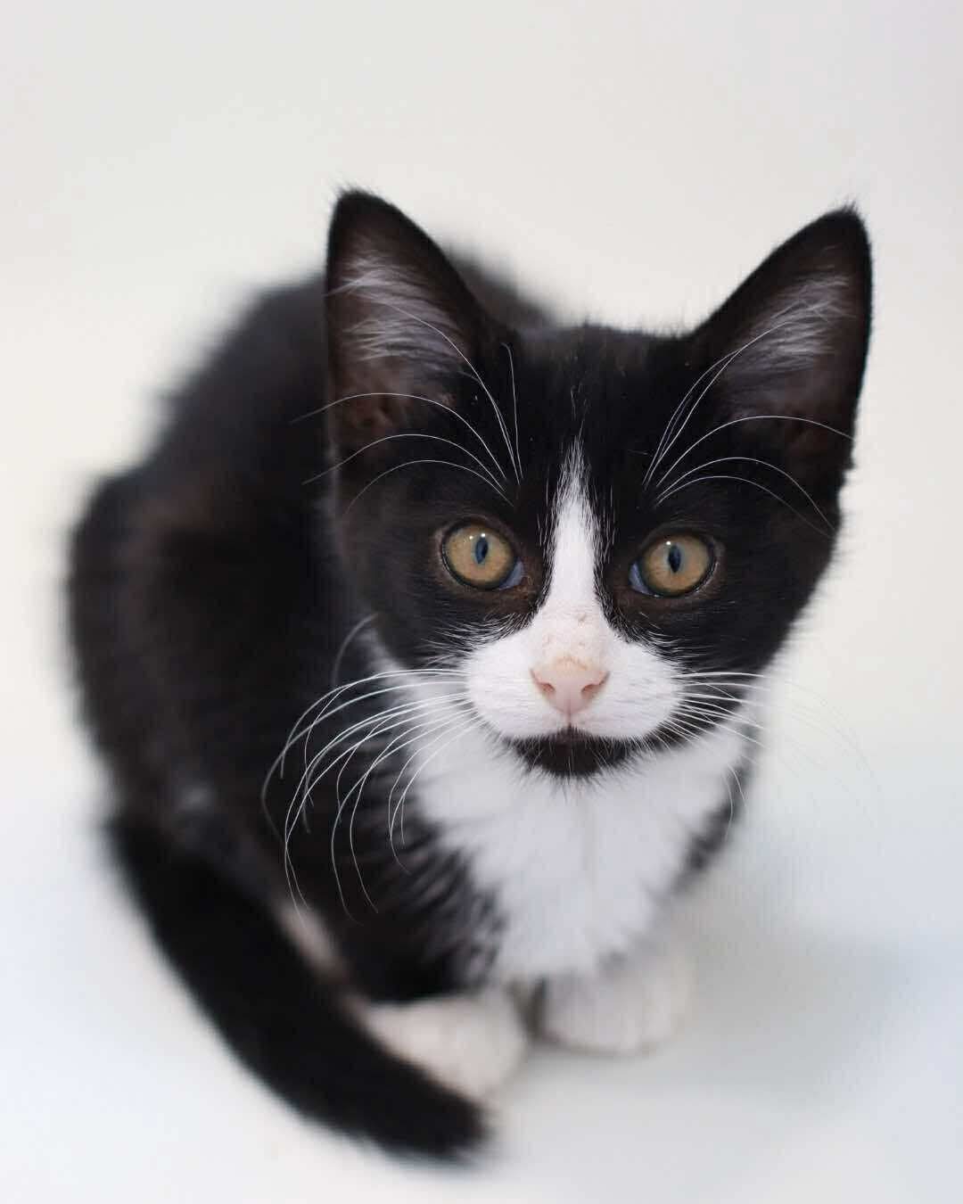 Montana, an adoptable Domestic Short Hair in Steinbach, MB, R5G 2B2 | Photo Image 3