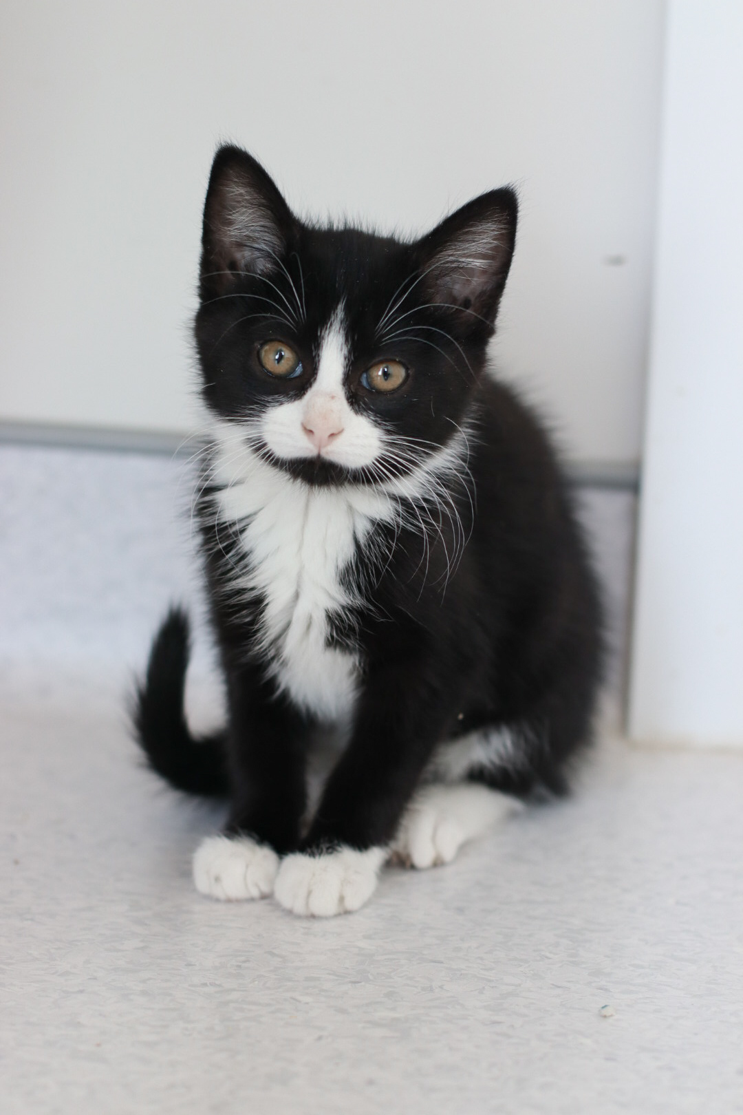 Montana, an adoptable Domestic Short Hair in Steinbach, MB, R5G 2B2 | Photo Image 4