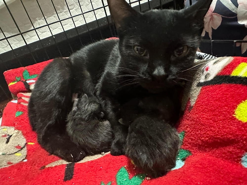 Mindy (aka Tammy two toes)