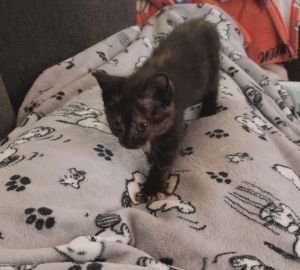 Maple Syrup, Baby Female Domestic Short Hair