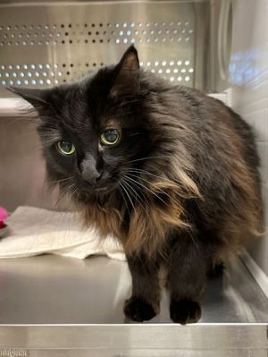 Shadow, Adult Male Domestic Medium Hair