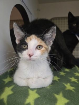 Butterfly Domestic Short Hair Cat