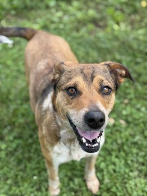 Whiskey Mixed Breed Dog