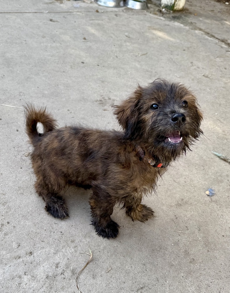 Tiffany, an adoptable Poodle in Halifax, NS, B3J 3A5 | Photo Image 2