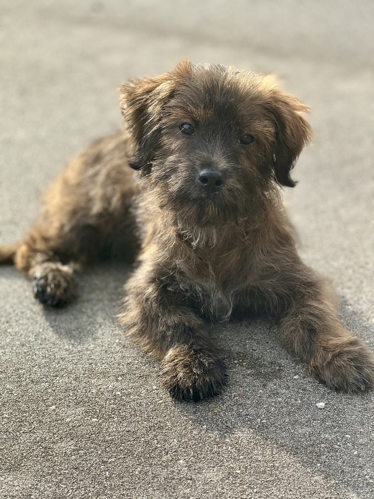 Tiffany, an adoptable Poodle in Halifax, NS, B3J 3A5 | Photo Image 3