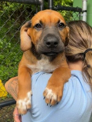 Birthdate 02222025 Breed One of a kind Weight Still growing Mulan The Quiet Warrior Mulan may