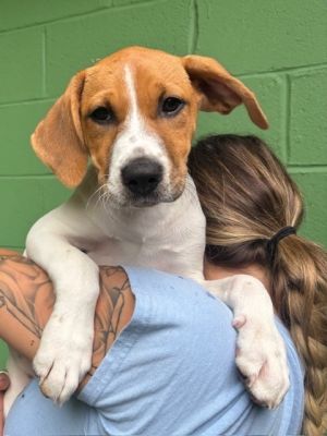 Tiana Hound Dog