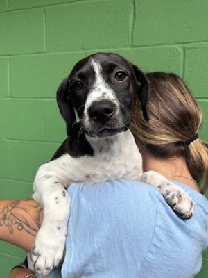 Moana Hound Dog