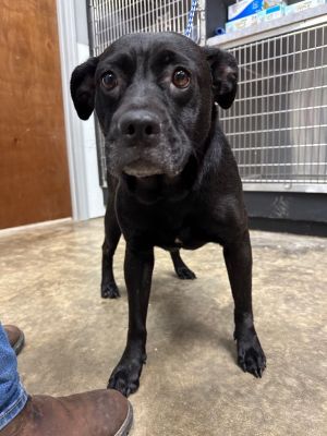 Lady Bug, Adult Female Mixed Breed