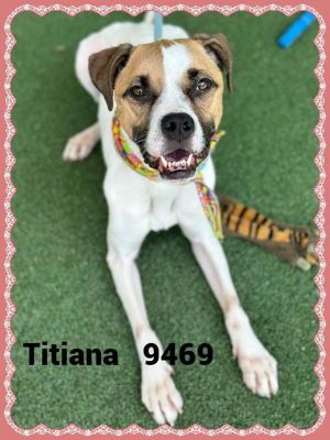 Primary Color White Secondary Color Brown Weight 428lbs Age 3yrs 2mths 1wks Animal has been Spa