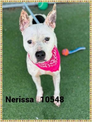 ANIMAL ID 10548 Introducing Nerissa She was brought to the shelter on 62 because she was on a jou