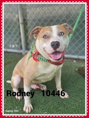 Primary Color Tan Secondary Color White Weight 48lbs Age 1yrs 6mths 4wks Animal has been Neutere